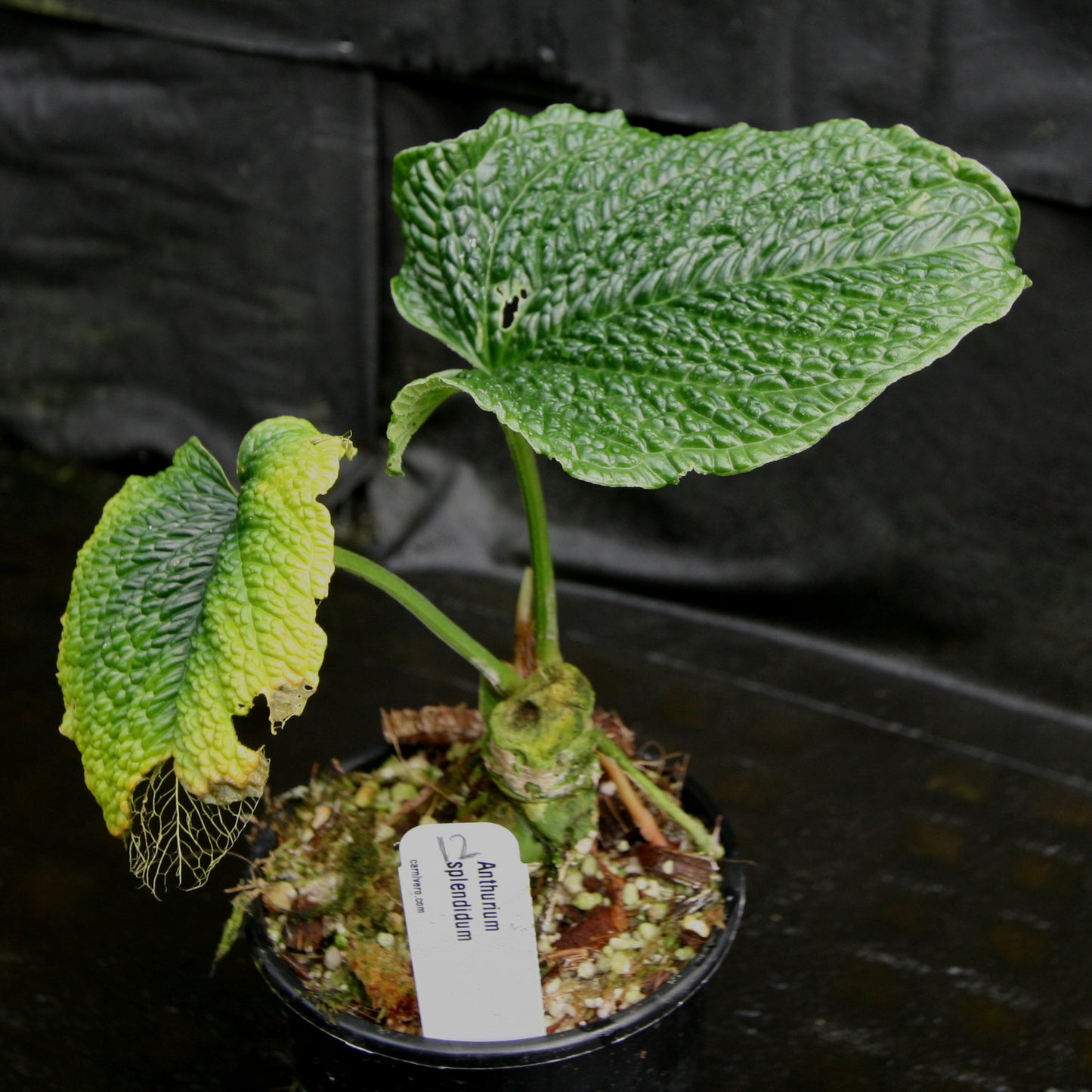 anthurium splendidum for sale Anthurium splendidum – Carnivero