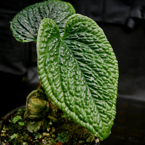 Anthurium splendidum close up of a large textured green leaf with pronounced quilted venation.