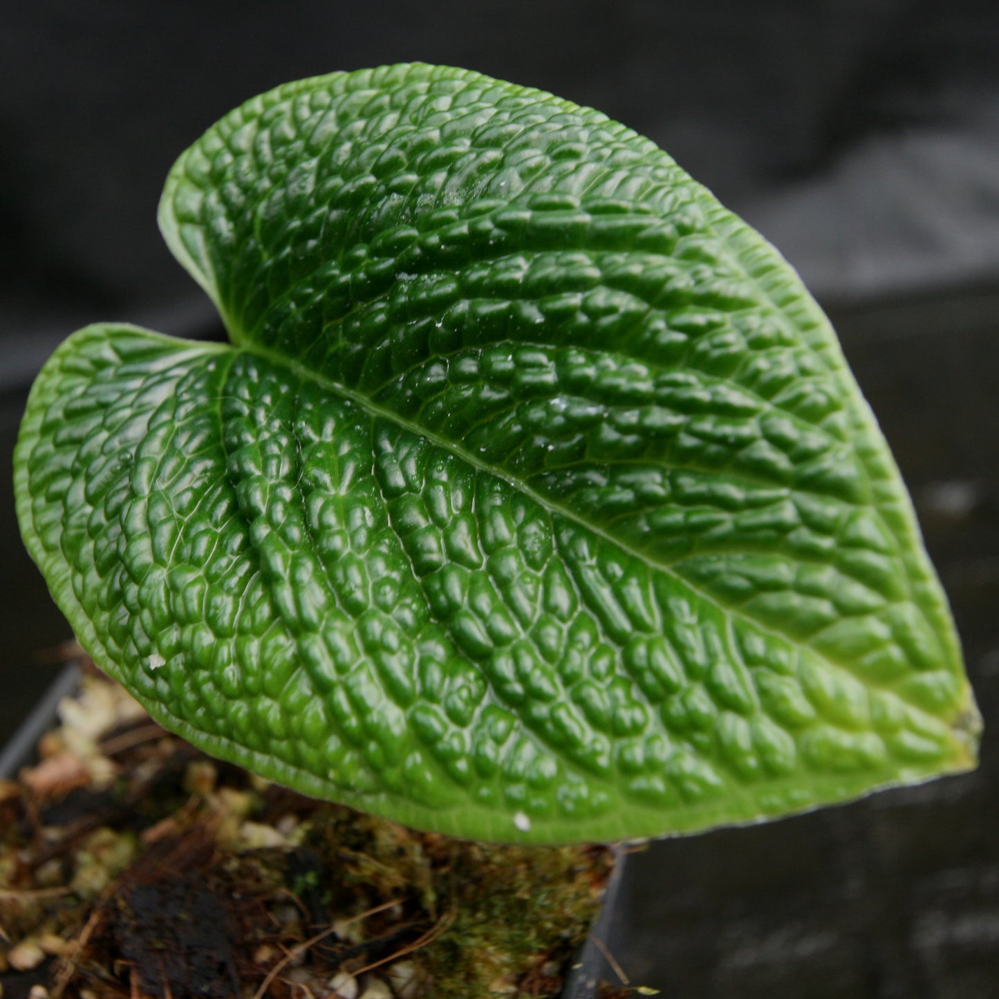 anthurium splendidum for sale Anthurium splendidum – Carnivero