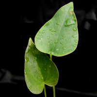 Anthurium brownii