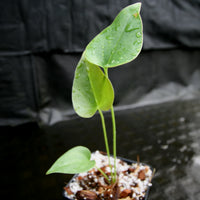Anthurium brownii