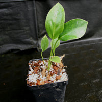 Anthurium brownii