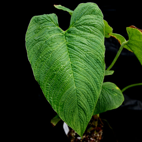 Close-up of a large green Philodendron corrugatum leaf with pronounced veining against a black background
