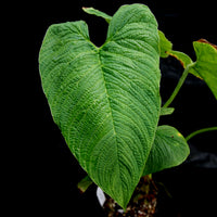 Philodendron corrugatum