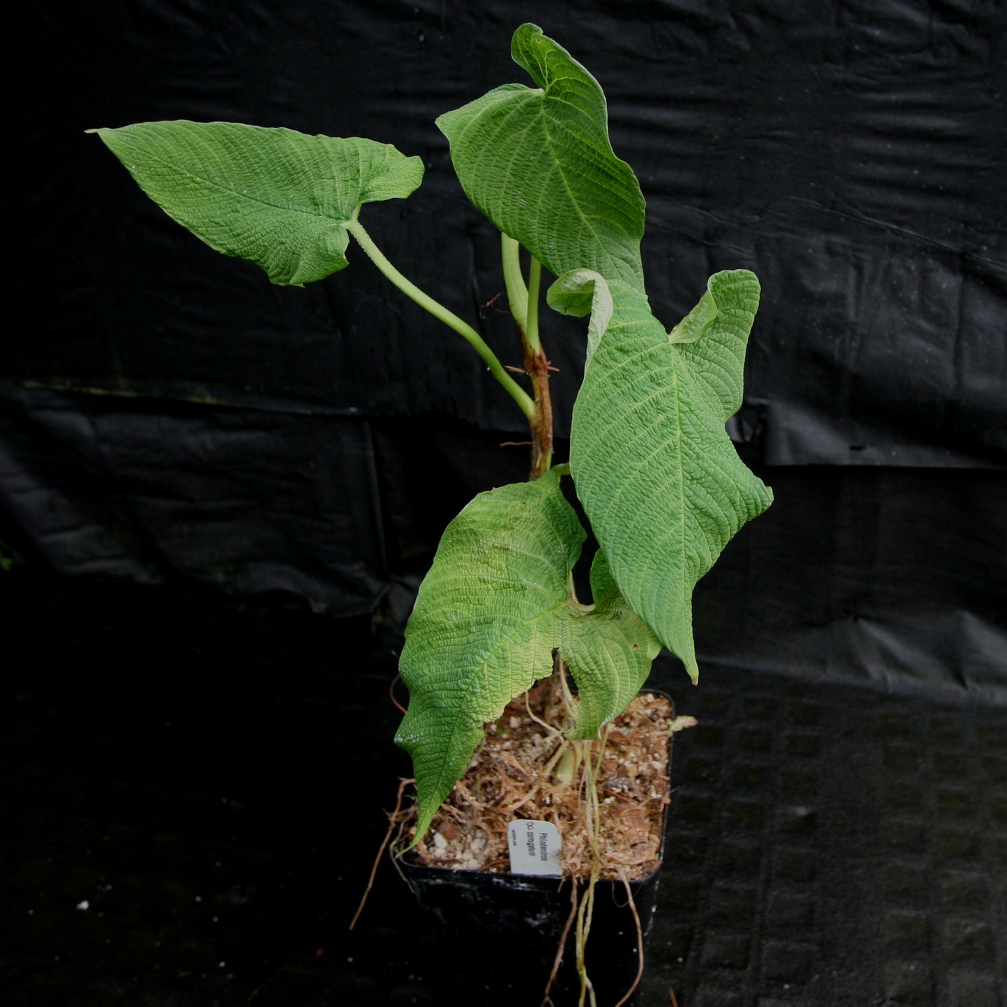anthurium corrugatum for sale Philodendron corrugatum