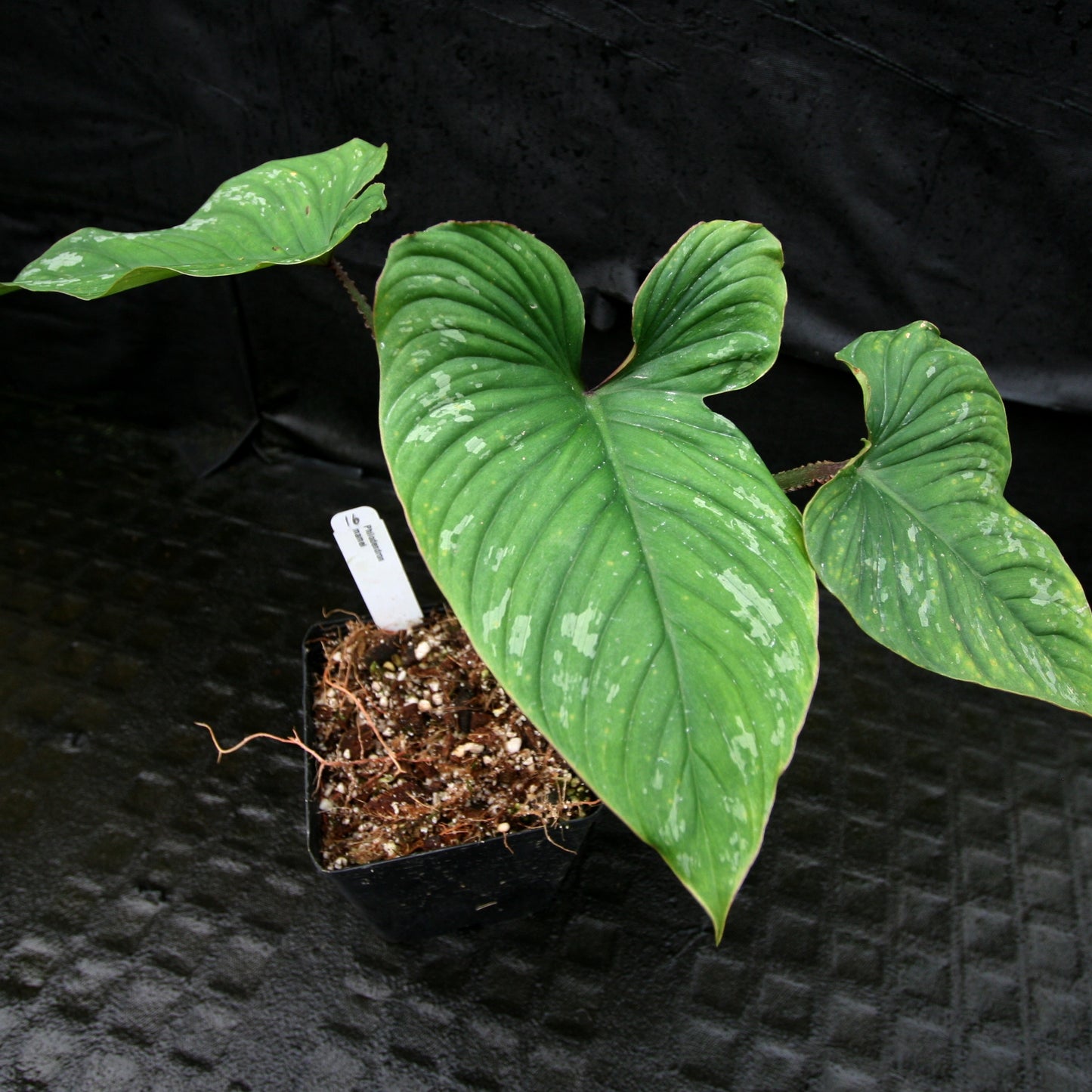 philodendron mamei Philodendron mamei – Carnivero