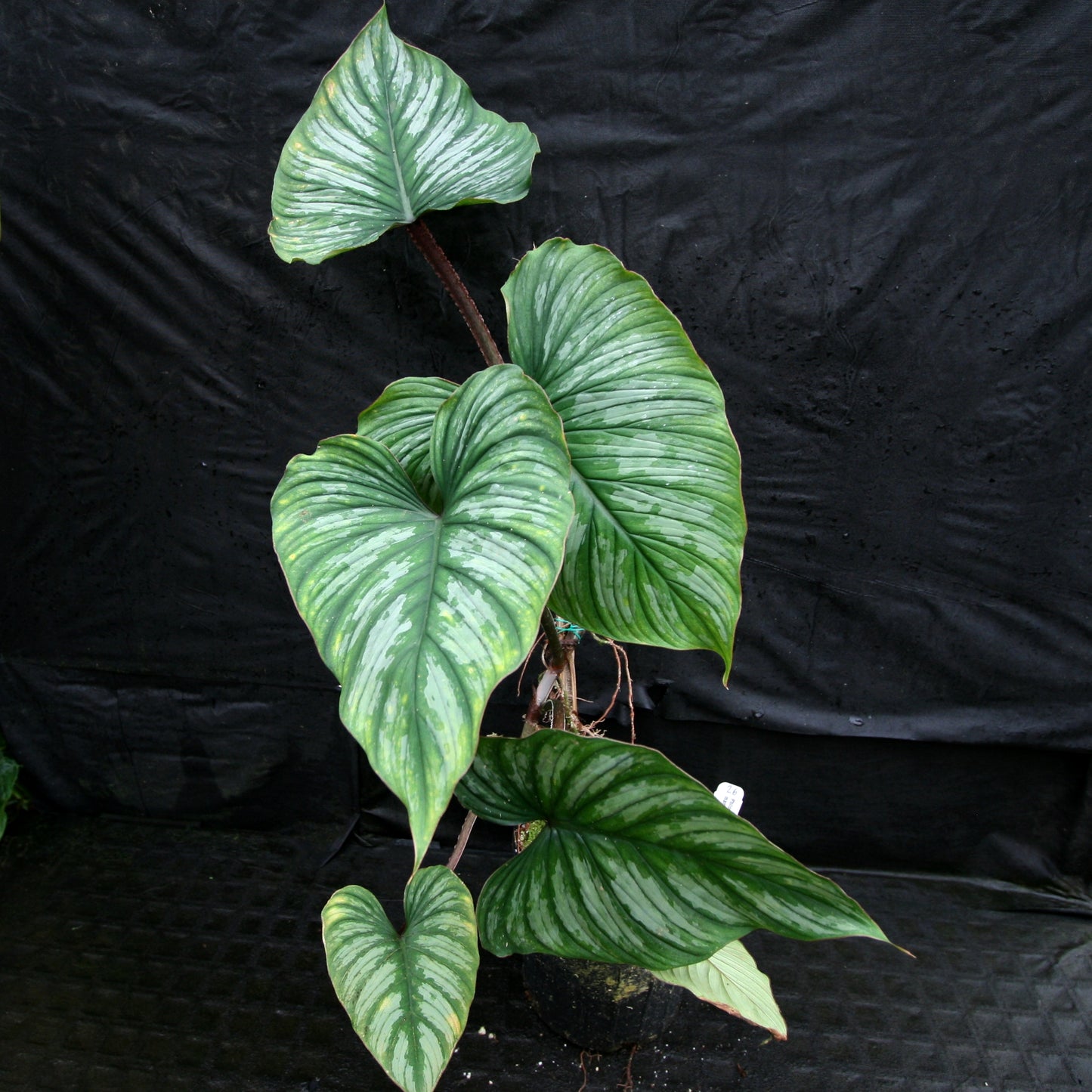 philodendron mamei crawler Philodendron mamei – Carnivero