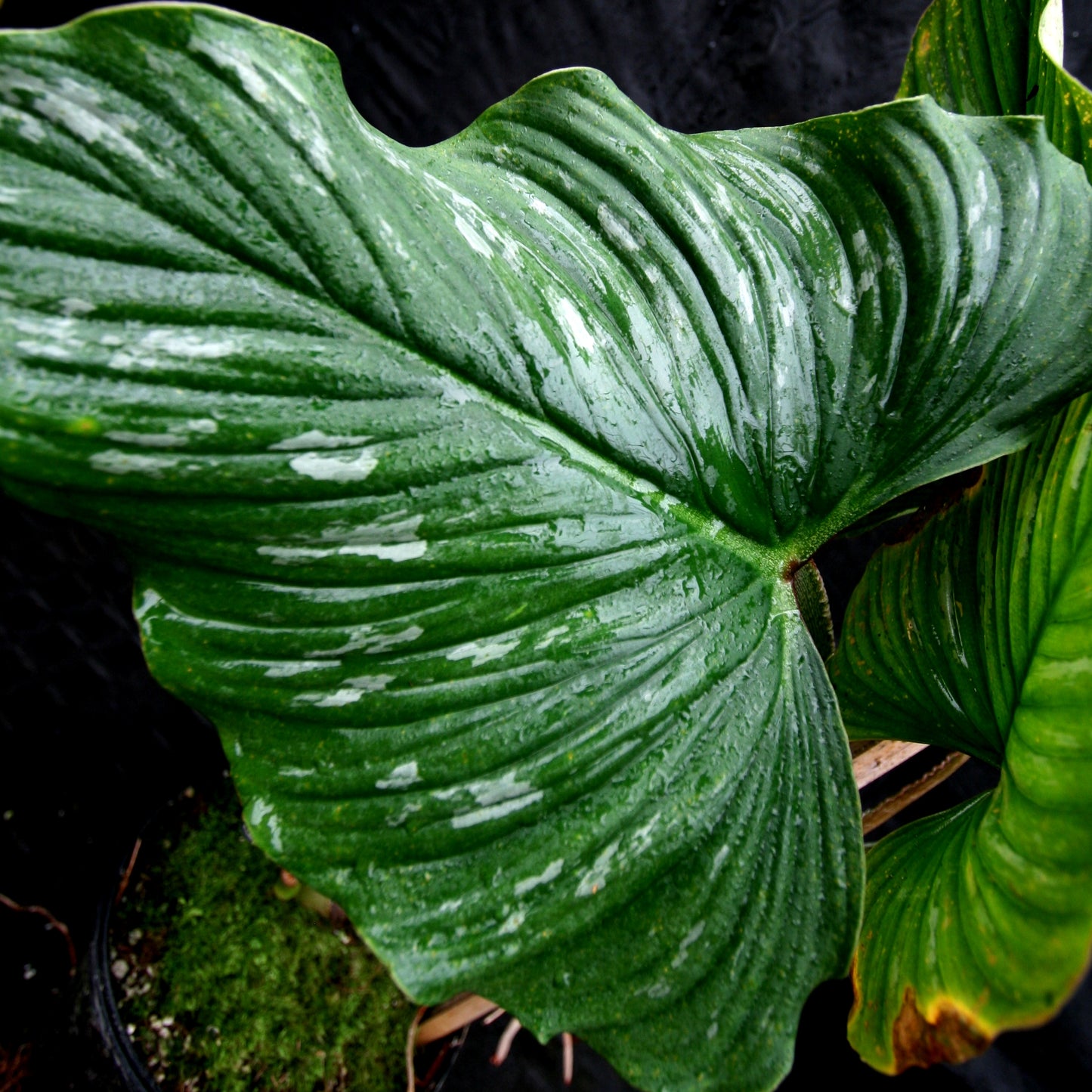 philodendron mamei petiole Philodendron mamei – Carnivero