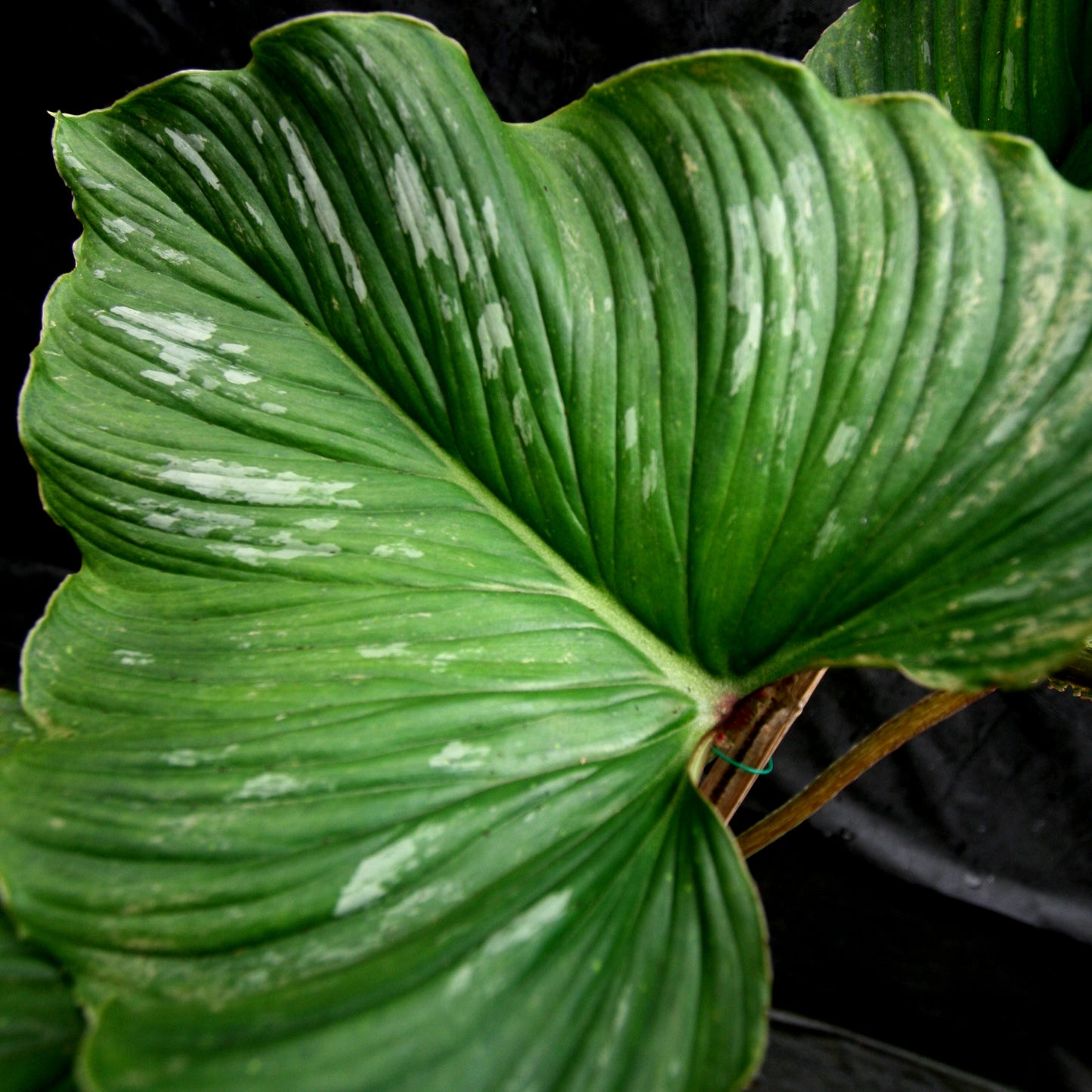 philodendron mamei green Philodendron mamei – Carnivero