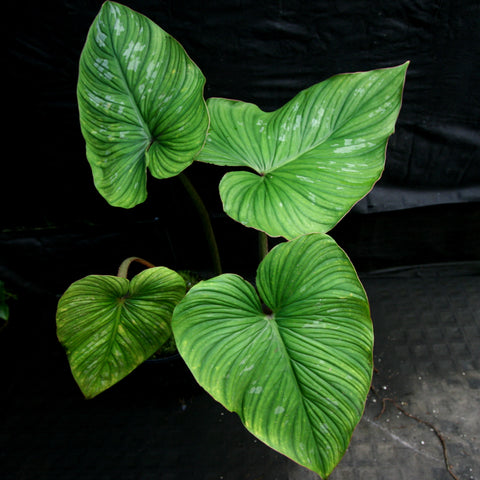 Philodendron mamei with large heart-shaped leaves showing silvery variegation along the veins