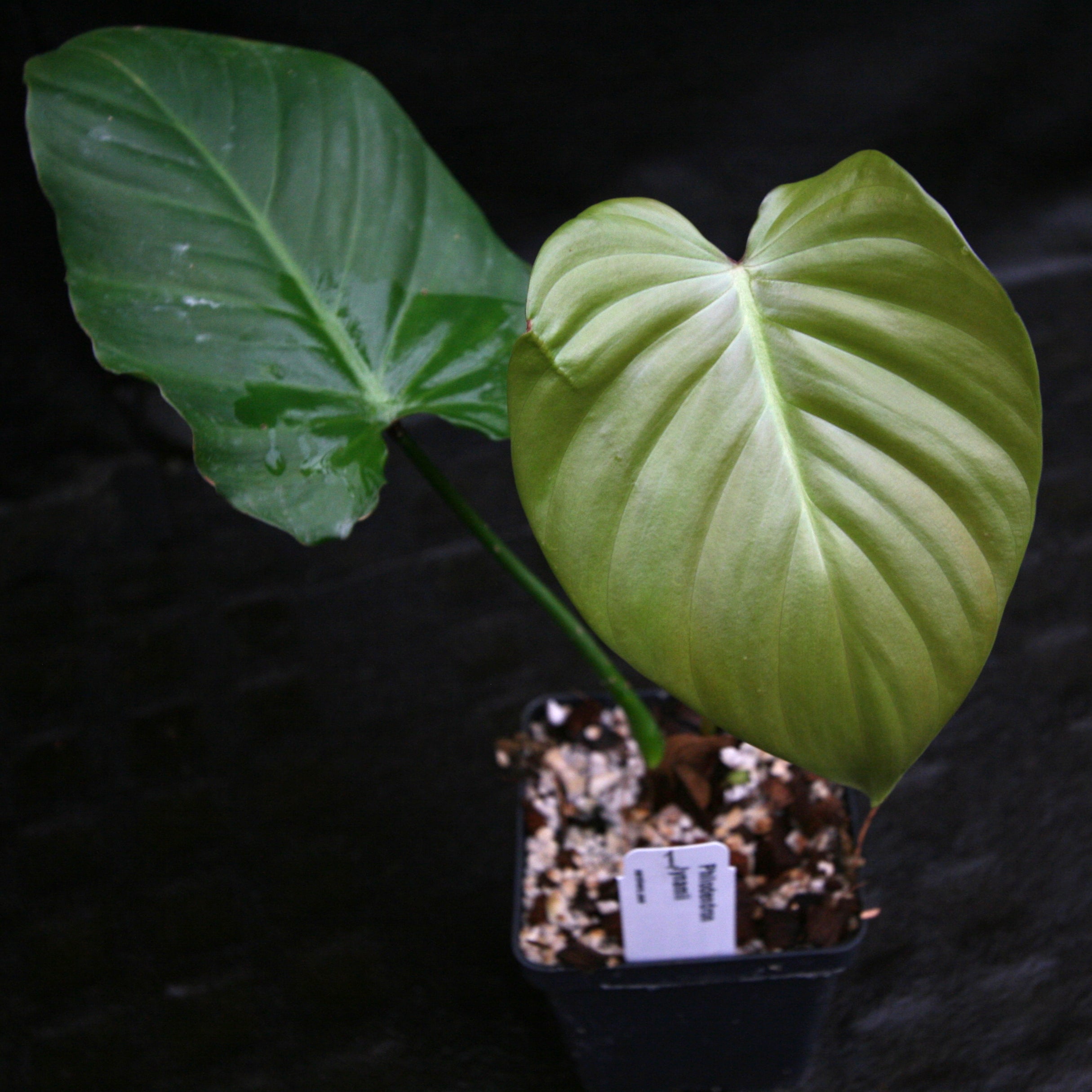 Philodendron lynamii – Carnivero