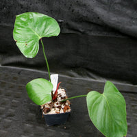 Philodendron lynamii