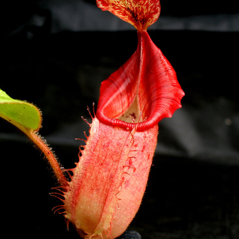 Pink Candy Cane Nepenthes pitcher with red pink stripes against a dark background