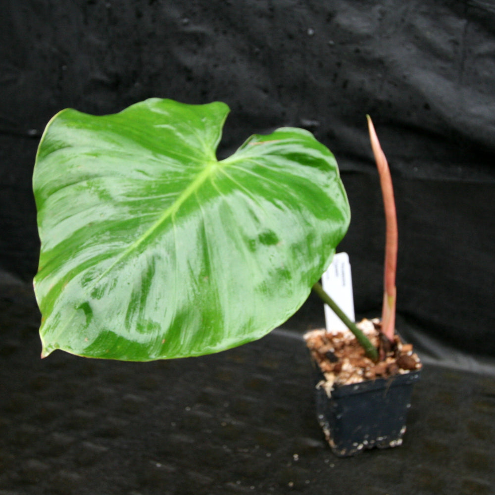 
                      
                        Philodendron lynamii
                      
                    