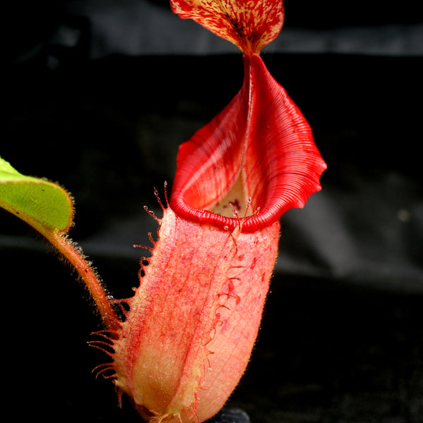 Nepenthes (tiveyi x veitchii) x veitchii "Pink Candy Cane", CAR-0020