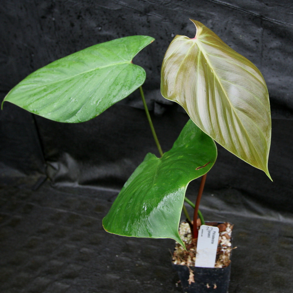 
                      
                        Philodendron lynamii
                      
                    