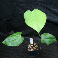 Philodendron lynamii