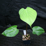 Philodendron lynamii