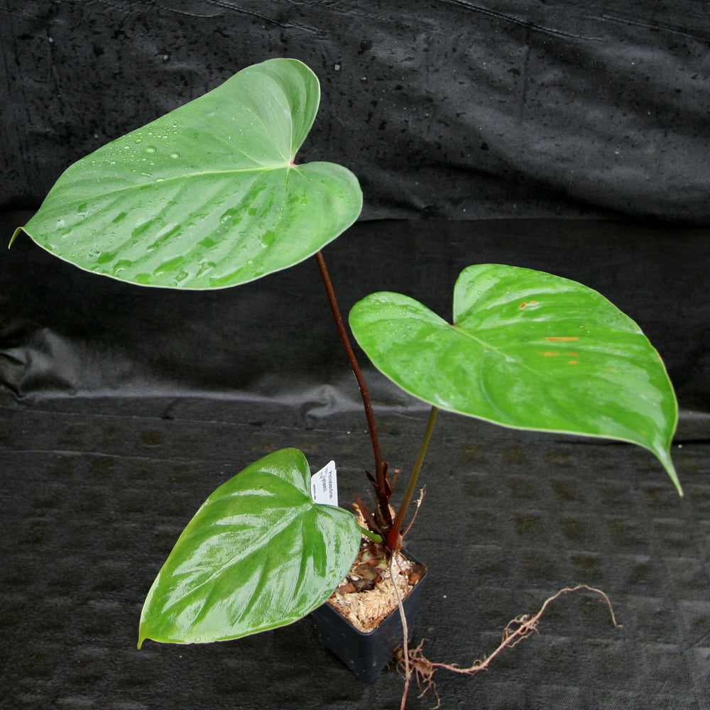 
                      
                        Philodendron lynamii
                      
                    
