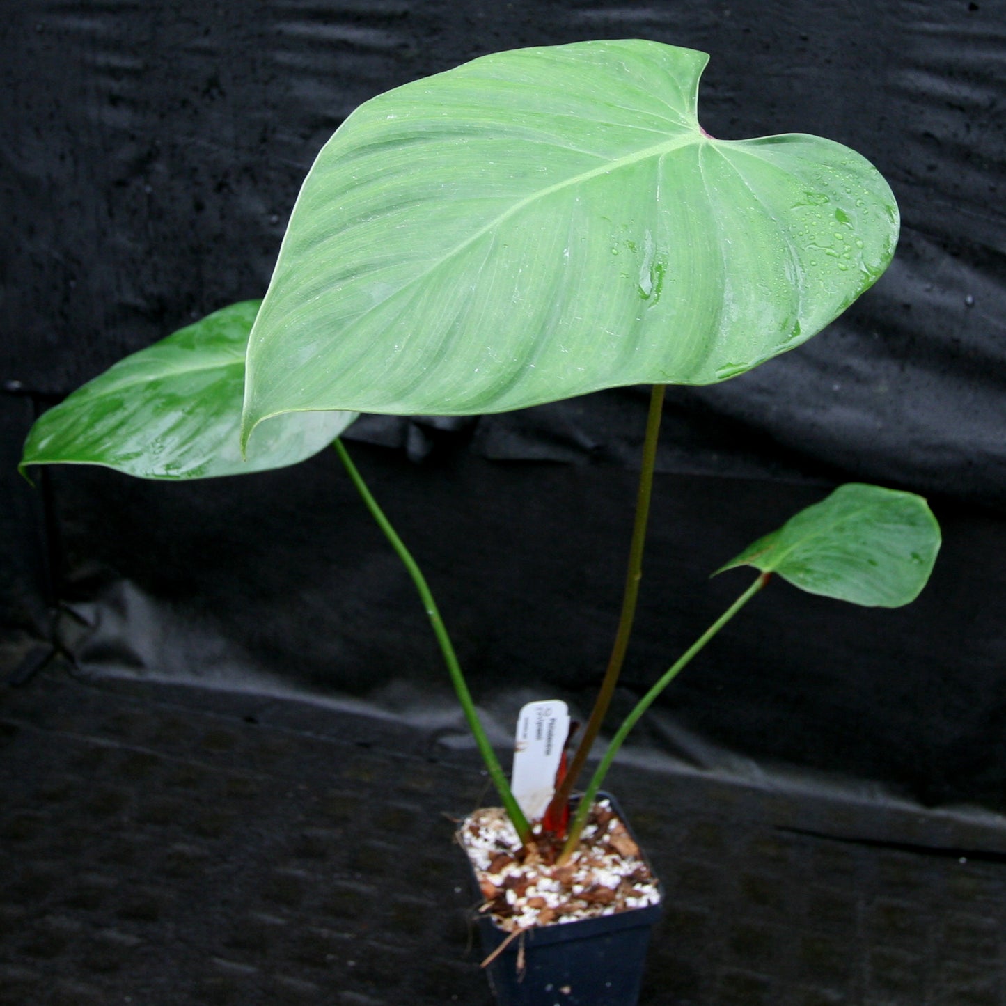 anthurium lynamii Philodendron lynamii
