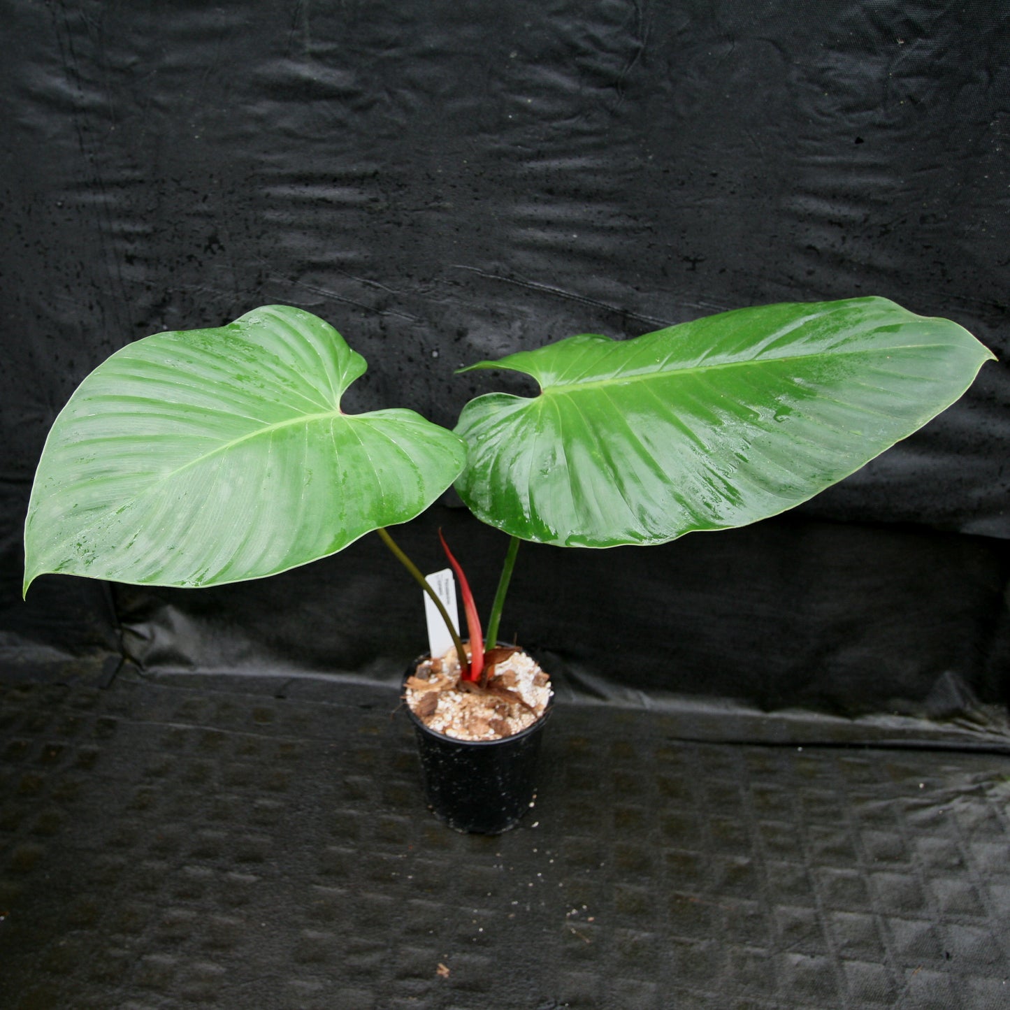 philodendron lynamii for sale Philodendron lynamii