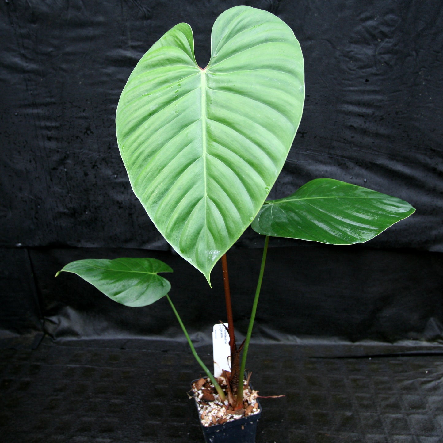 philodendron lynamii vs nangaritense Philodendron lynamii