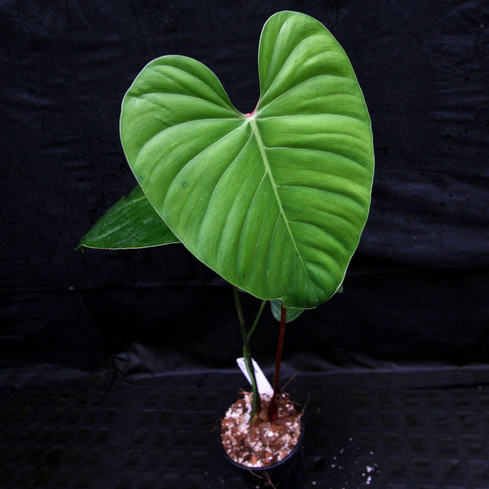 Philodendron lynamii – Carnivero