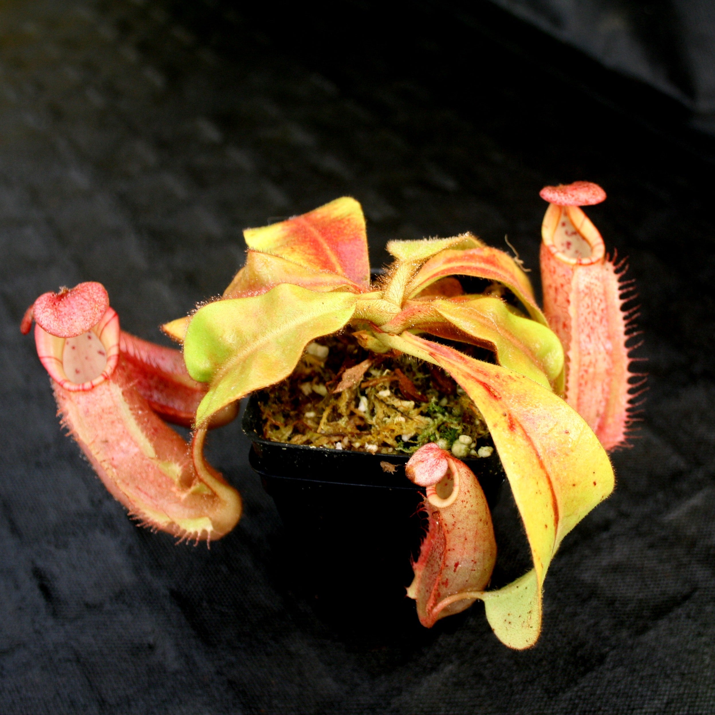 Nepenthes (tiveyi x veitchii) x veitchii 