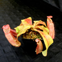 Nepenthes (tiveyi x veitchii) x veitchii "Pink Candy Cane", CAR-0020