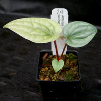 Anthurium luxurians