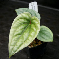 Anthurium luxurians