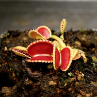 Venus Flytrap- Dionaea muscipula 'Coquillage'