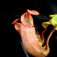 Nepenthes (tiveyi x veitchii) x veitchii "Pink Candy Cane", CAR-0020
