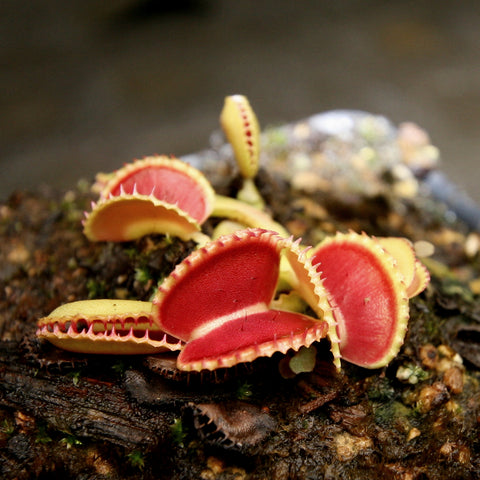 Venus flytrap cultivar Coquillage with yellow-green traps and red interiors on mossy substrate