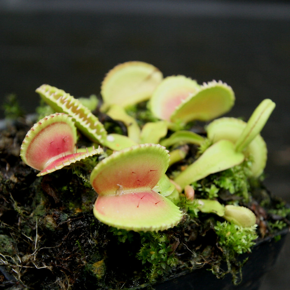
                      
                        Venus Flytrap - Dionaea muscipula 'Coquillage'
                      
                    