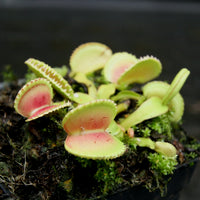 Venus Flytrap- Dionaea muscipula 'Coquillage'