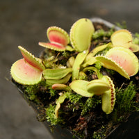 Venus Flytrap- Dionaea muscipula 'Coquillage'