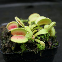 Venus Flytrap- Dionaea muscipula 'Coquillage'