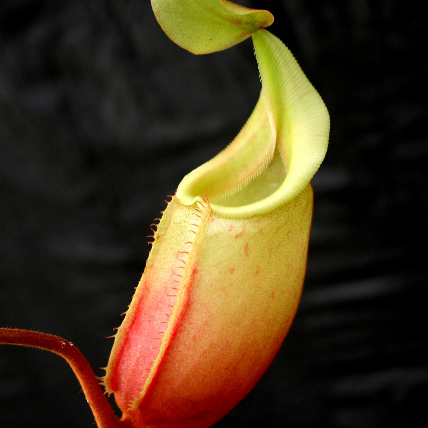 Nepenthes veitchii x mira BE-3696