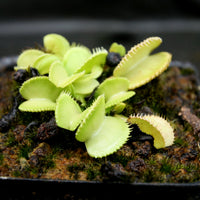 Venus Flytrap- Dionaea muscipula 'Green Wizard'