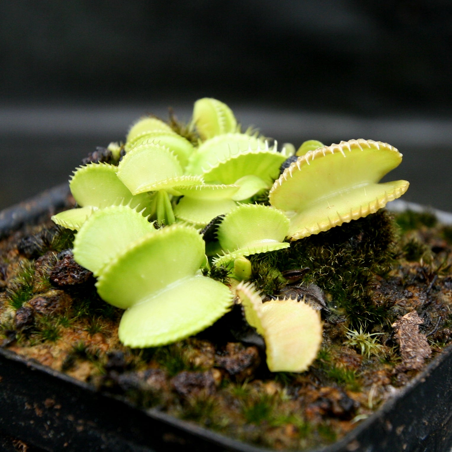 ミドリムシ Venus Flytrap- Dionaea muscipula 'Green Wizard' – Carnivero