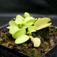 Dionaea muscipula 'Green Wizard'