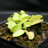 Venus Flytrap- Dionaea muscipula 'Green Wizard'