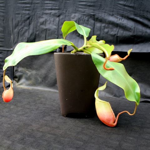 Nepenthes veitchii x mira BE-3696 plant in a black pot with long green leaves and a pinkish pitcher.