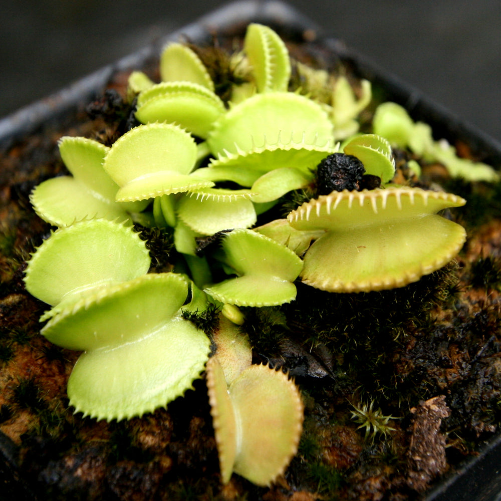 
                      
                        Venus Flytrap- Dionaea muscipula 'Green Wizard'
                      
                    
