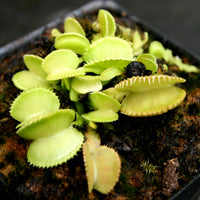 Dionaea muscipula 'Green Wizard'