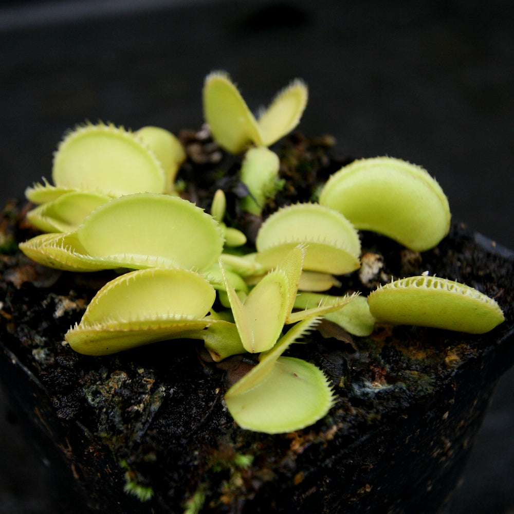 
                      
                        Venus Flytrap- Dionaea muscipula 'Green Wizard'
                      
                    