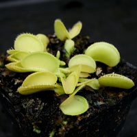Dionaea muscipula 'Green Wizard'