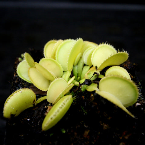 Clump of Green Wizard Venus flytraps with lime green traps growing on mossy soil