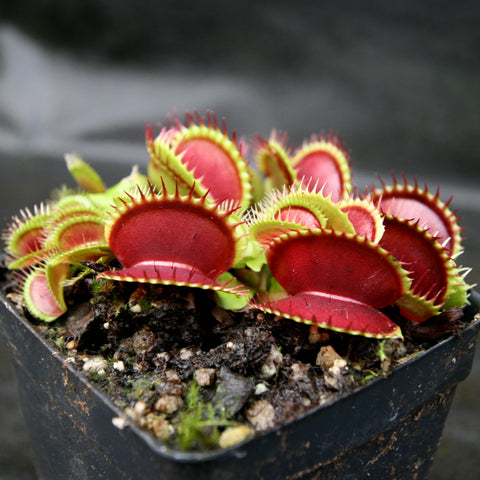 Dionaea muscipula Bimbo Venus flytrap with red traps growing in a small pot.